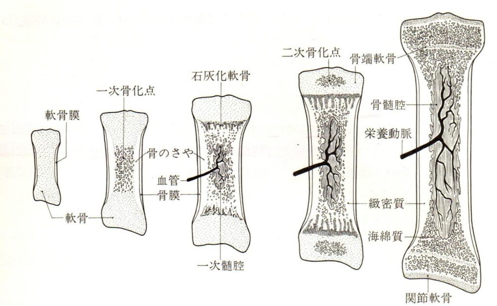 骨の成長