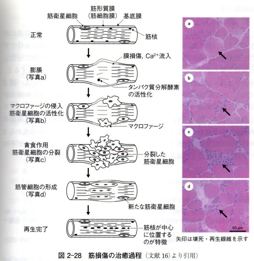 筋組織回復