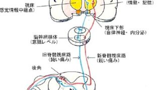 DVD2枚組】筋および受容器に対する治療的触察・刺激法 ＜体幹・